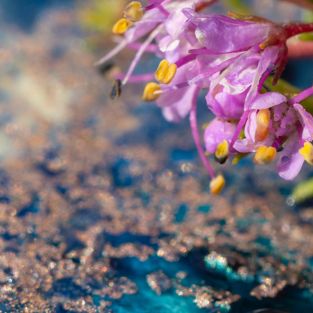 Close up detail of 'Cosmic Flora' by iSpyVenus Art & Photography.