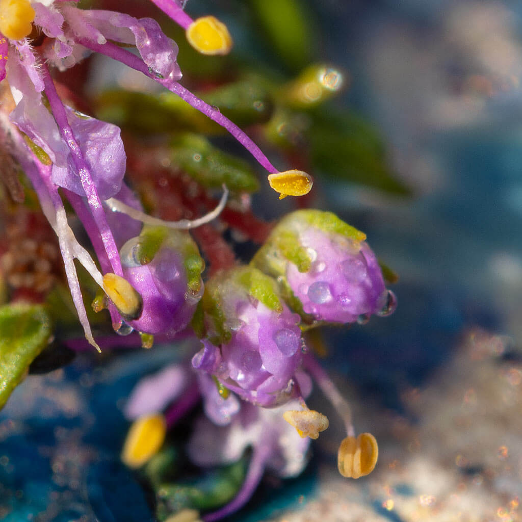 Close up detail of 'Cosmic Flora' by iSpyVenus Art & Photography.