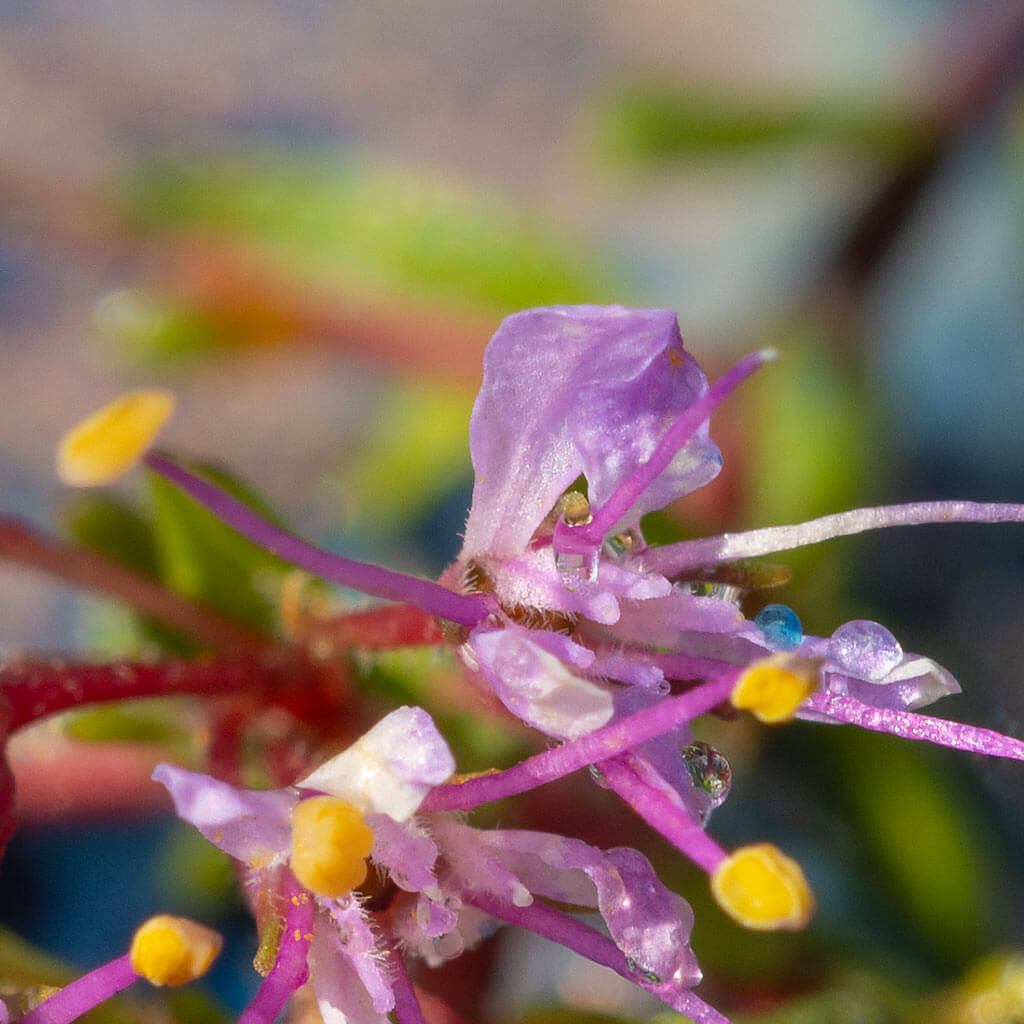 Close up detail of 'Cosmic Flora' by iSpyVenus Art & Photography.