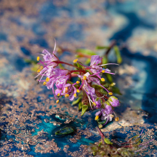 'Cosmic Flora' by iSpyVenus Art & Photography.