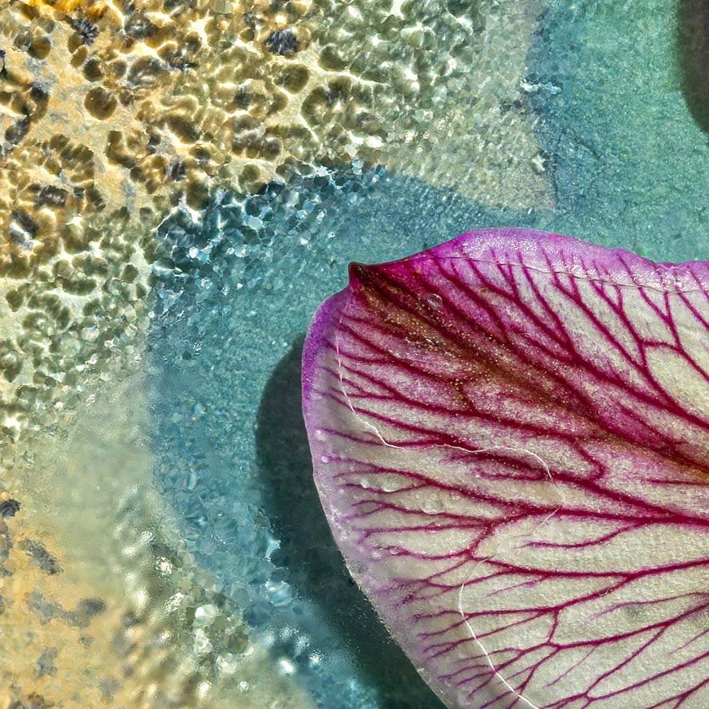 Close up detail of 'Fallen Blooms' by iSpyVenus Art & Photography.