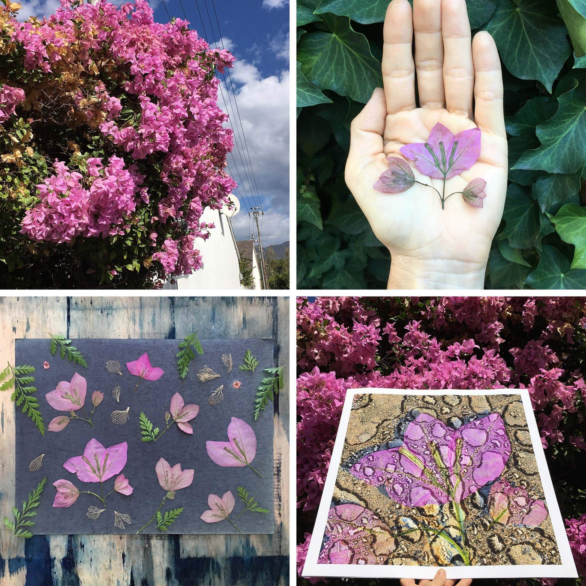 The Bougainvillea flowers used to create 'Love Everlasting'.