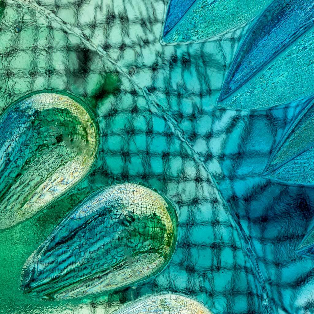 Close up detail of ‘FloraQuatic Web’ by iSpyVenus Art & Photography. Available printed on archival paper (unframed) & ready to hang metal.