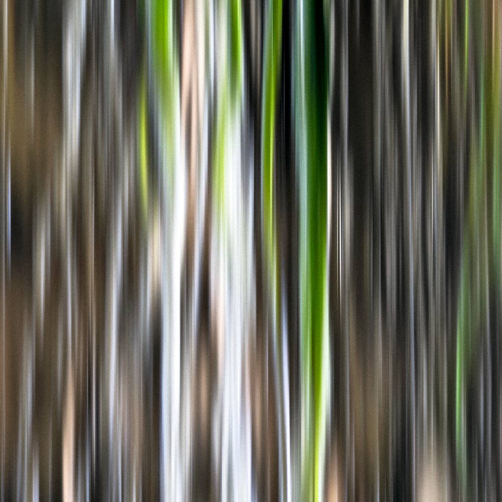 Close up detail of ‘Forest Flow II’ by iSpyVenus Art & Photography. Available printed on archival paper (unframed).