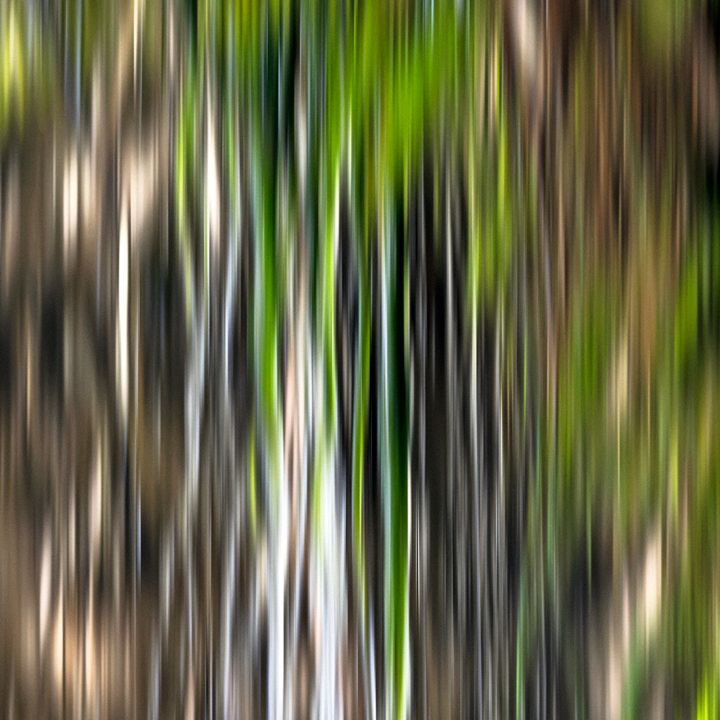 ‘Forest Flow II’ by iSpyVenus Art & Photography (cropped image). Available printed on archival paper (unframed).