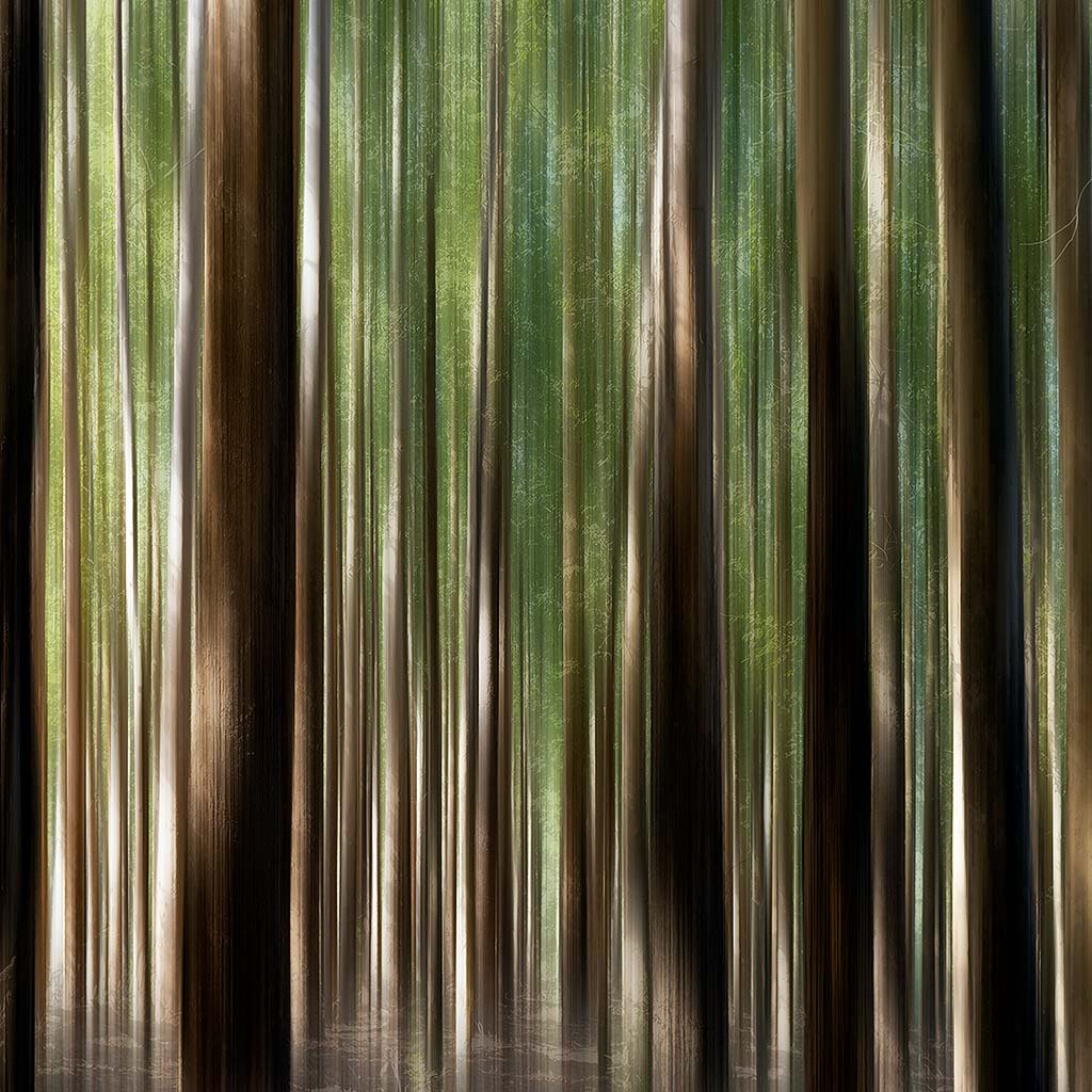 ‘Wisdom Woods' by iSpyVenus Art & Photography (cropped image). Available printed on archival paper (unframed).